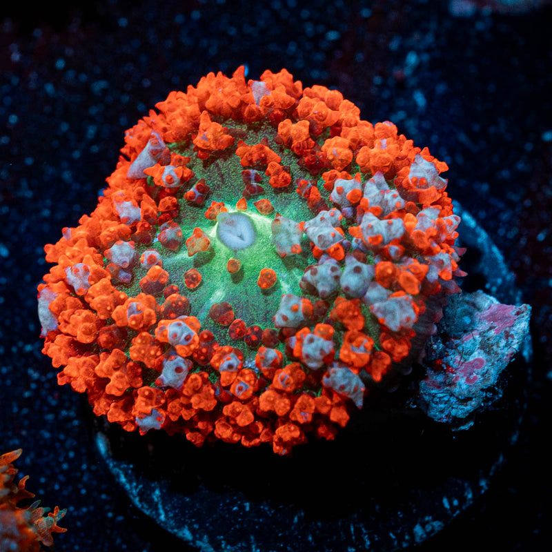 Big Red Saint Thomas Mushroom