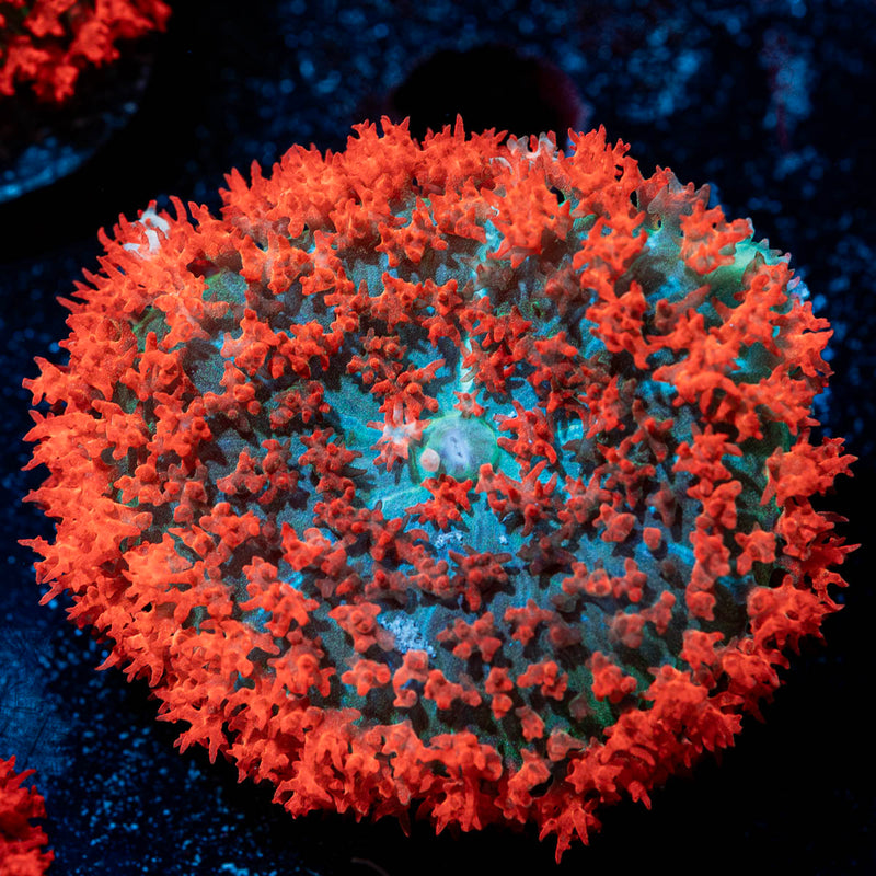 Big Red Saint Thomas Mushroom