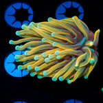 Dragon Ball Torch Euphylla with flowing tentacles in reef aquarium