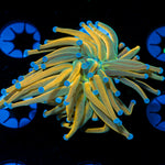 Dragon Tamer Torch Euphyllia Coral with flowing tentacles in reef aquarium