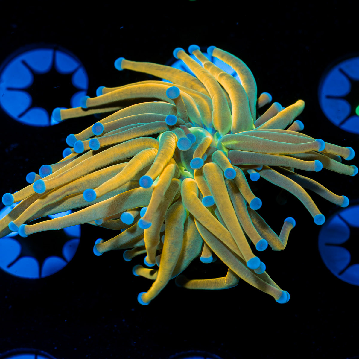 Dragon Tamer Torch Euphyllia Coral with flowing tentacles in reef aquarium