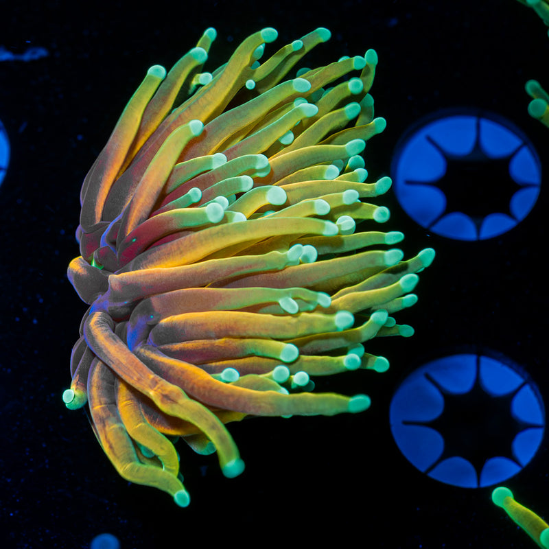 Hell Fire Torch Euphyllia Coral with flowing tentacles in reef aquarium