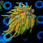 Hell Fire Torch Euphyllia Coral with flowing tentacles in reef aquarium