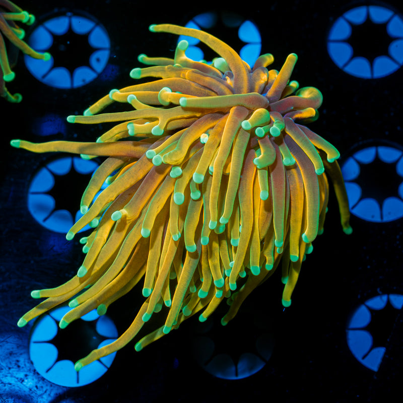 Hell Fire Torch Euphyllia Coral with flowing tentacles in reef aquarium