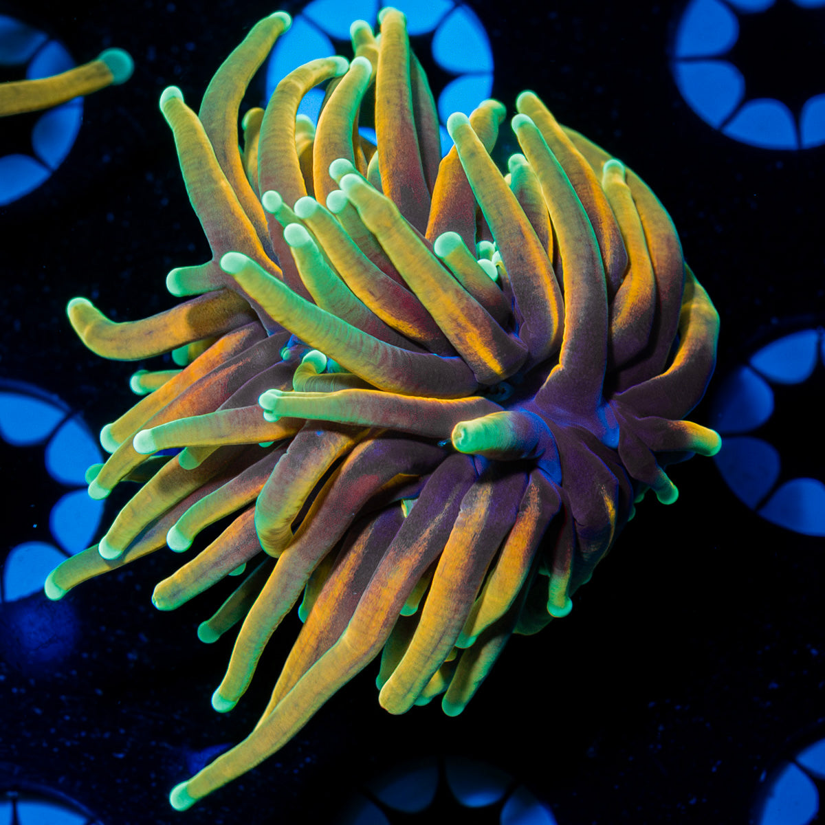 21 Tails Torch Euphyllia Coral with flowing tentacles in reef aquarium