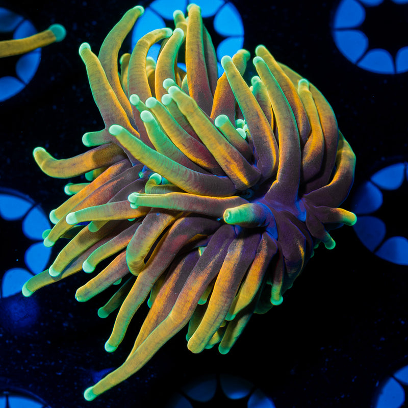 21 Tails Torch Euphyllia Coral with flowing tentacles in reef aquarium