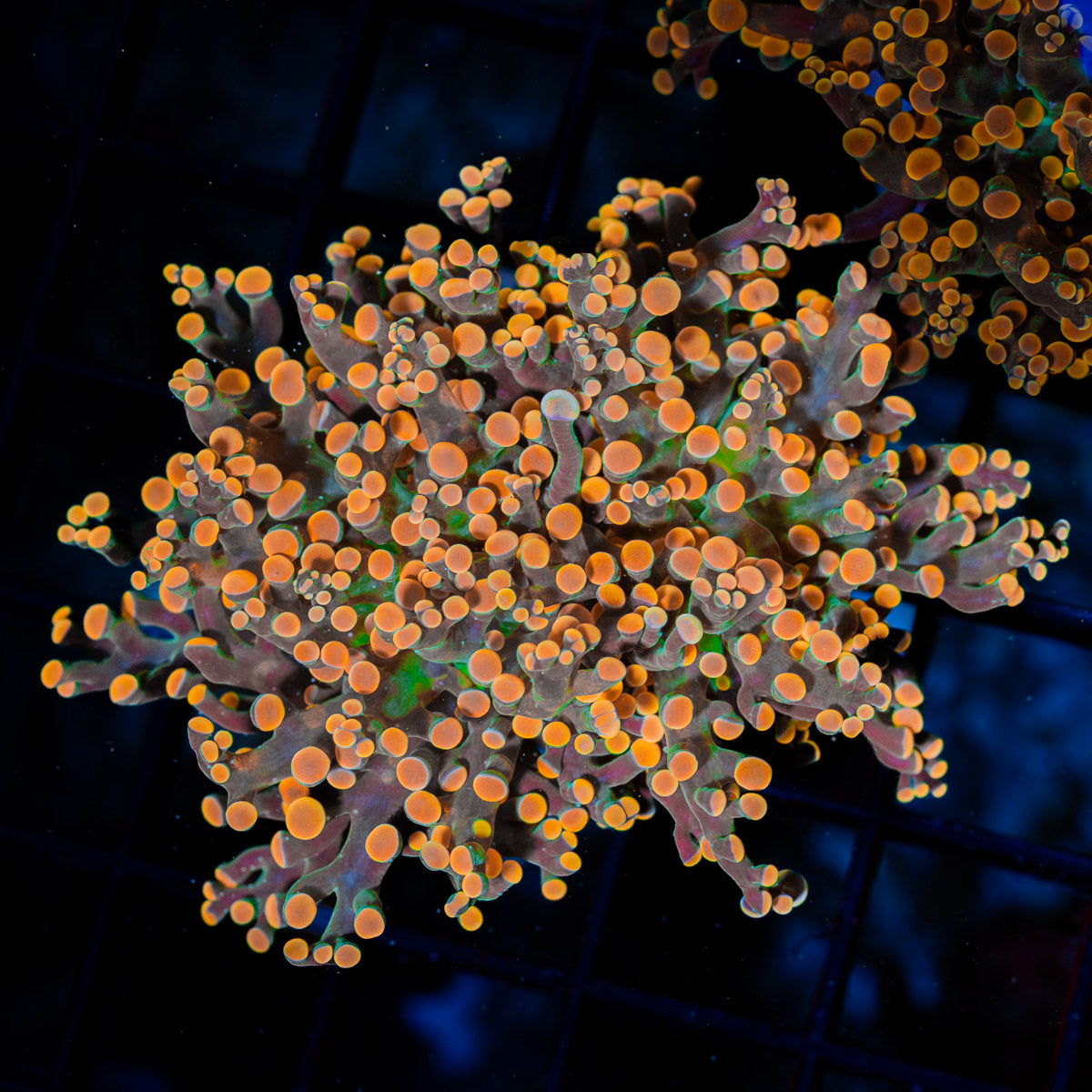 Peach Frogspawn Euphyllia Coral with branching fleshy heads in reef aquarium