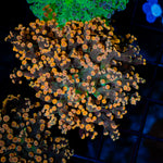 Peach Frogspawn Euphyllia Coral with branching fleshy heads in reef aquarium