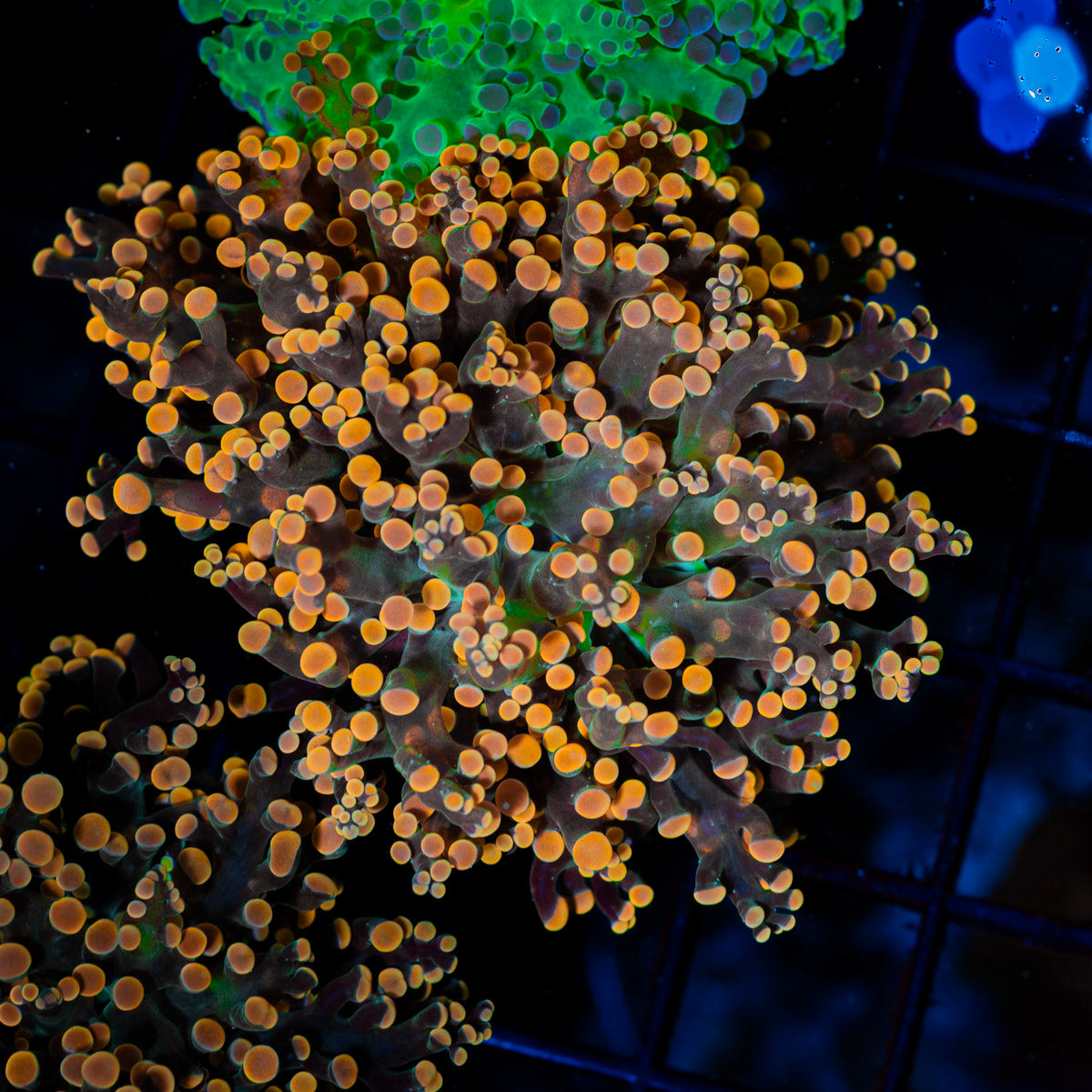 Peach Frogspawn Euphyllia Coral with branching fleshy heads in reef aquarium