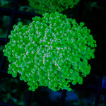 Toxic Green Frogspawn Coral with branching fleshy heads in reef aquarium