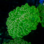 Toxic Green Frogspawn Coral with branching fleshy heads in reef aquarium