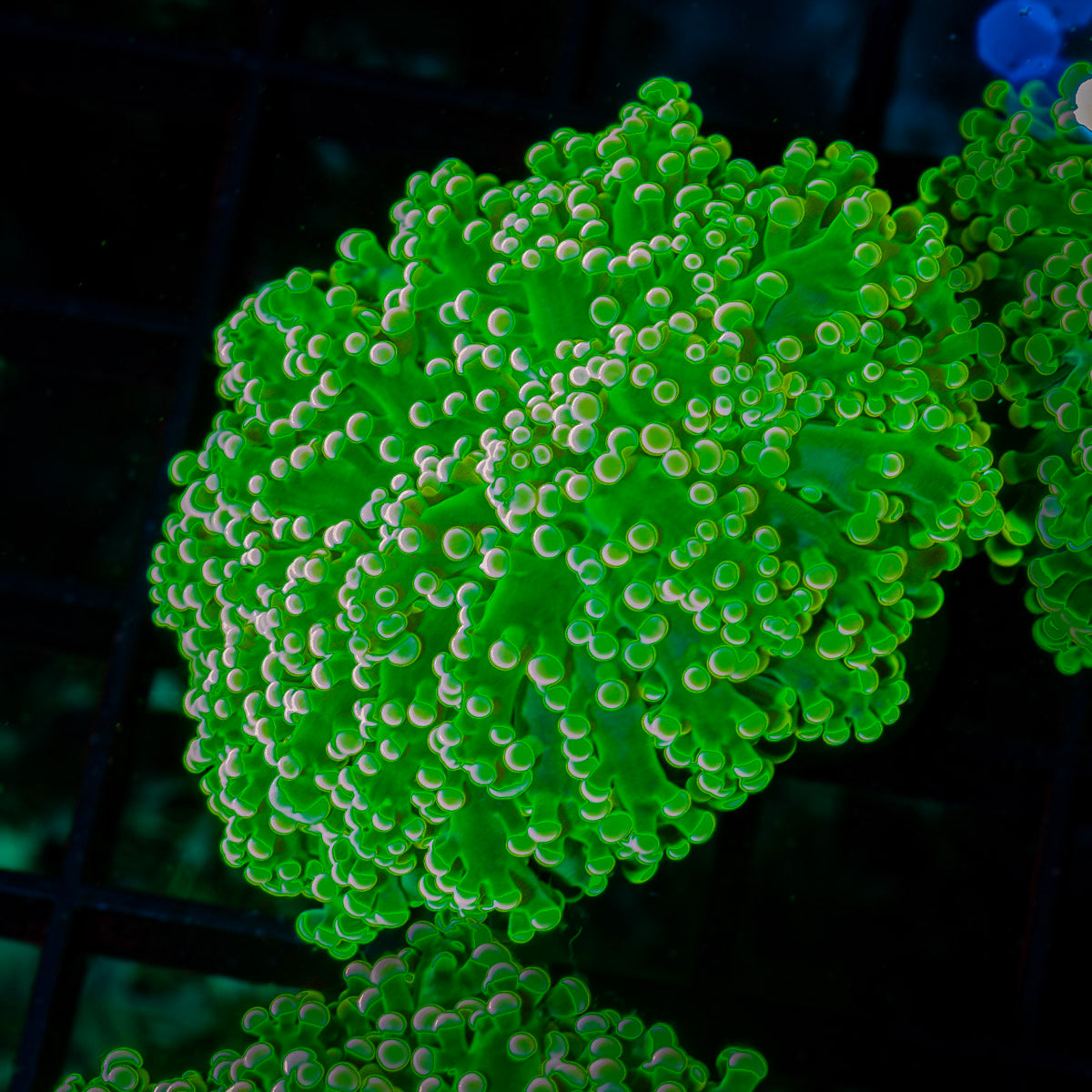 Toxic Green Frogspawn Coral with branching fleshy heads in reef aquarium