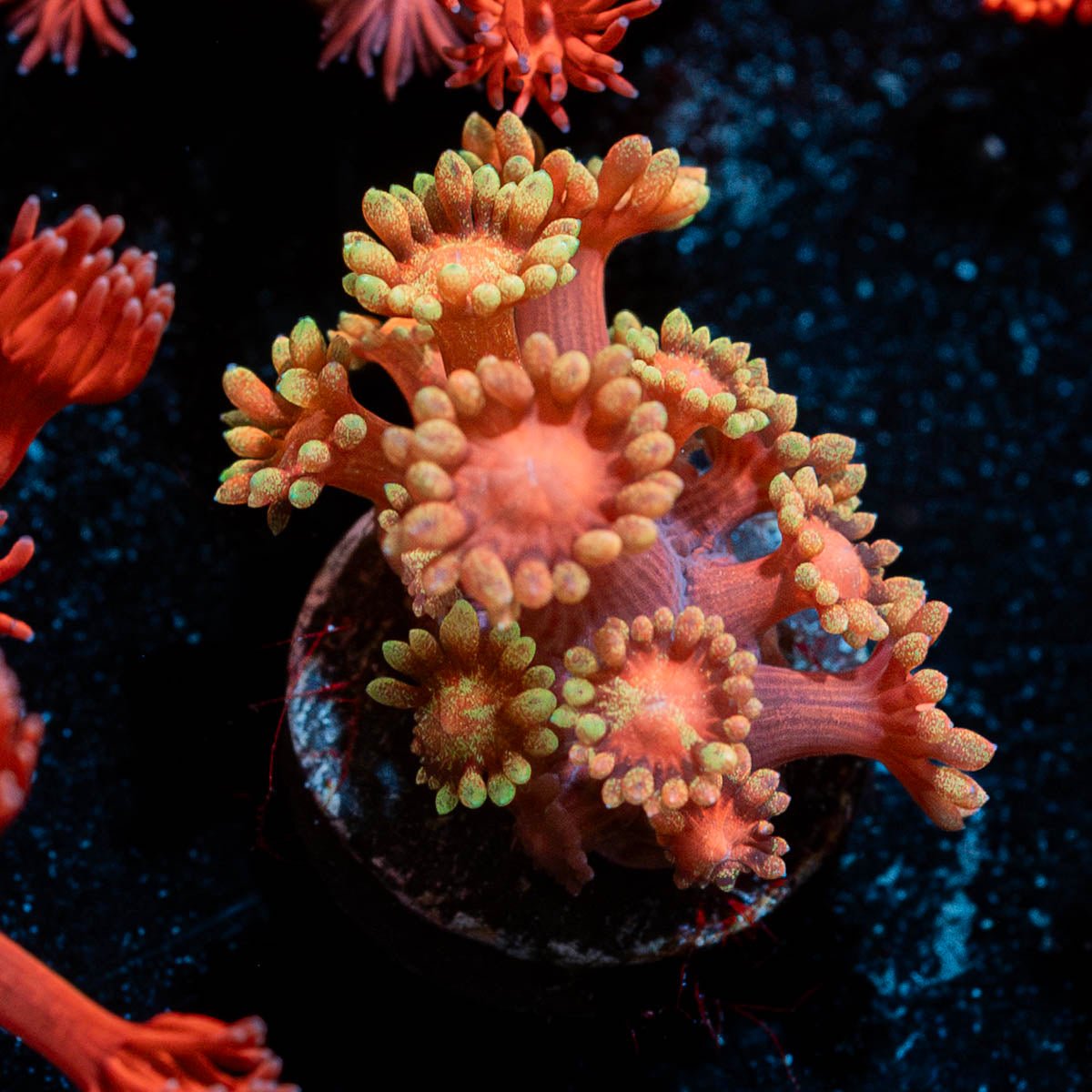 IronMan Goniopora - riptide aquaculture llc