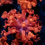 Red Fever Goniopora - riptide aquaculture llc
