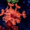 Red Bull Goniopora - riptide aquaculture llc