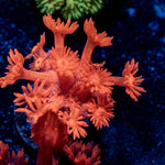 Red Bull Goniopora - riptide aquaculture llc