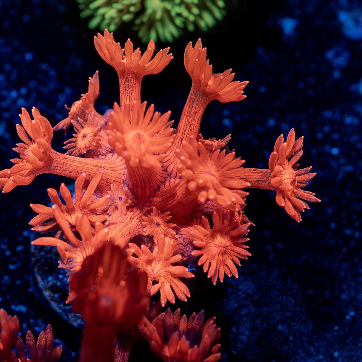 Red Bull Goniopora - riptide aquaculture llc