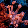 Sugar High Goniopora - riptide aquaculture llc