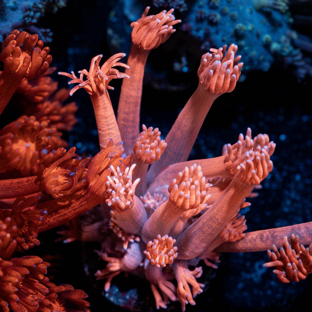 Sugar High Goniopora - riptide aquaculture llc
