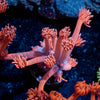 Sugar High Goniopora - riptide aquaculture llc