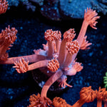 Sugar High Goniopora - riptide aquaculture llc