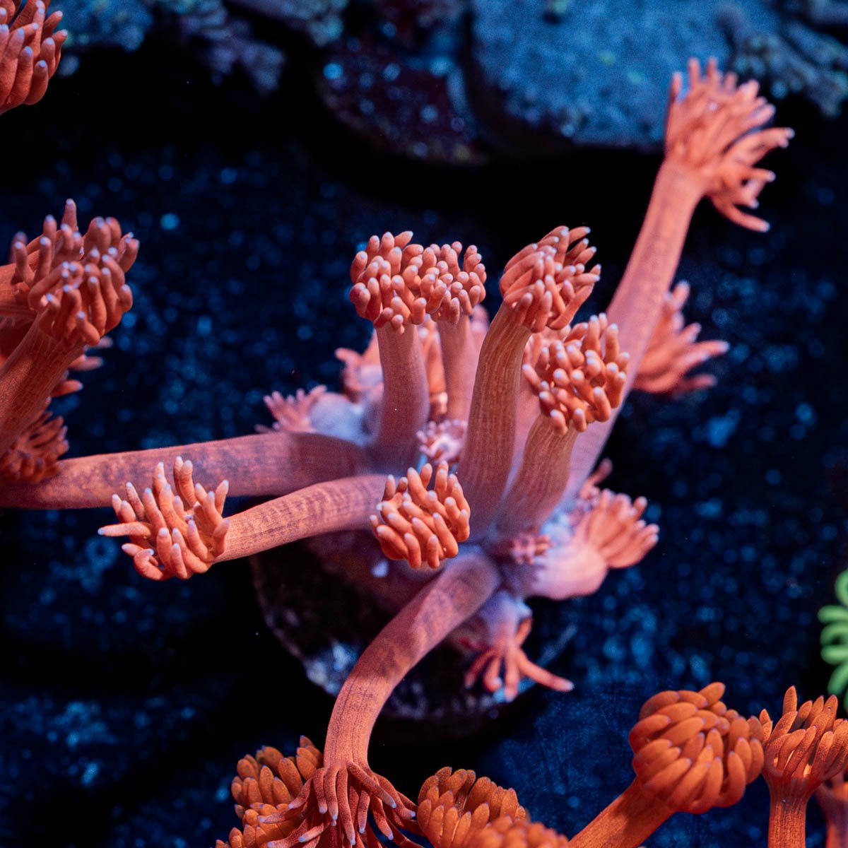Sugar High Goniopora - riptide aquaculture llc
