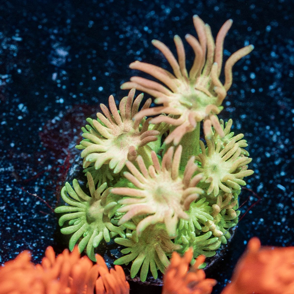 lovers Goniopora - riptide aquaculture llc