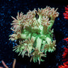 lovers Goniopora - riptide aquaculture llc