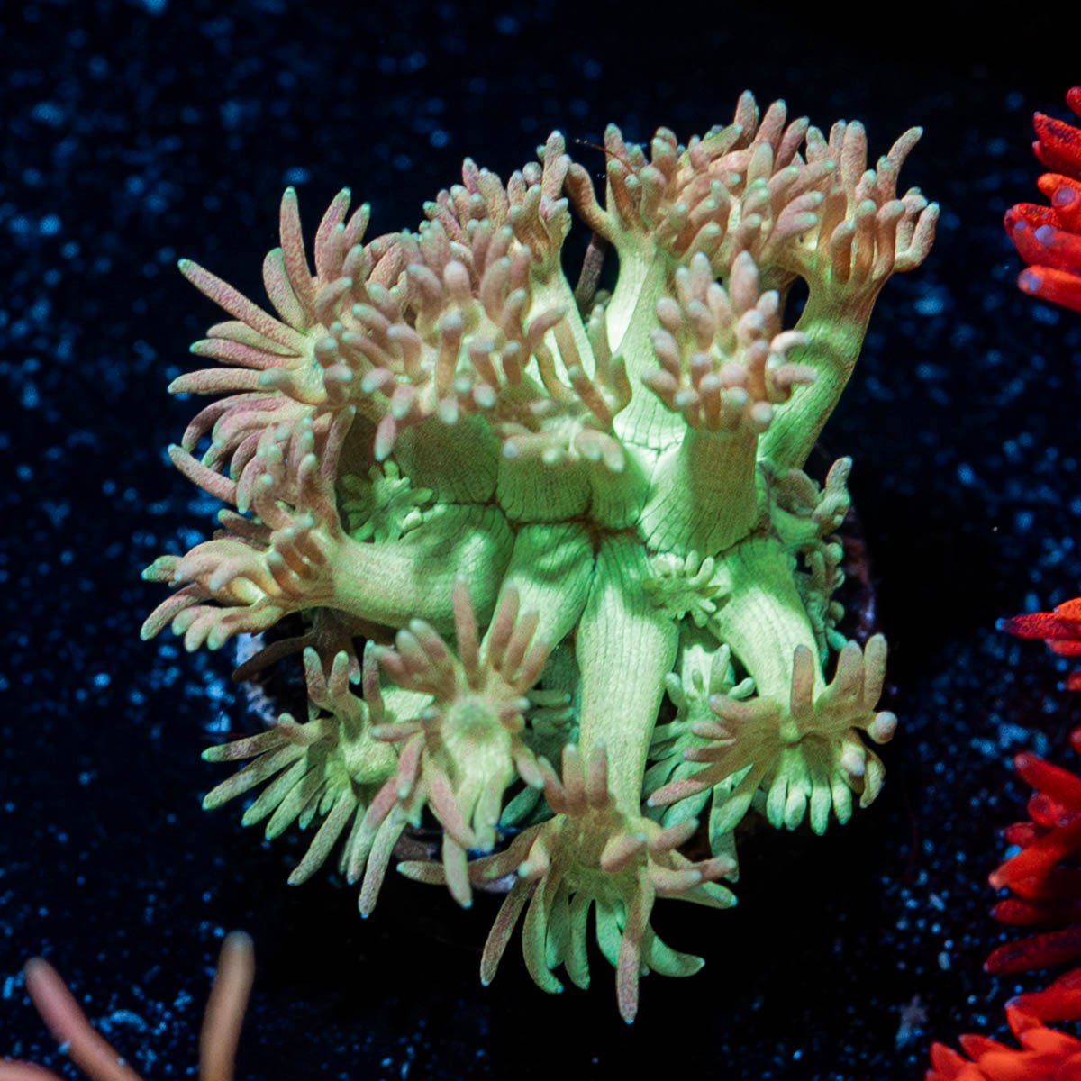 lovers Goniopora - riptide aquaculture llc