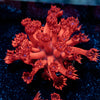 Arctic Blast Goniopora - riptide aquaculture llc