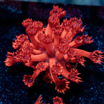 Arctic Blast Goniopora - riptide aquaculture llc