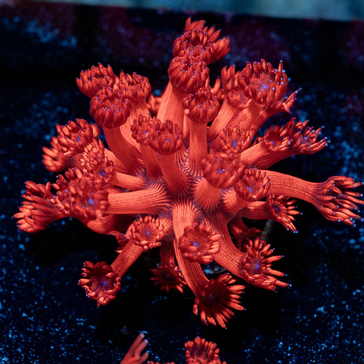 Arctic Blast Goniopora - riptide aquaculture llc