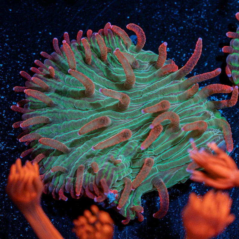 Color Blind Diaseris Plate