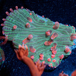 Color Blind Diaseris Plate - riptide aquaculture llc