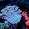 Classic Toadstool Leather - riptide aquaculture llc
