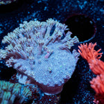 Classic Toadstool Leather - riptide aquaculture llc