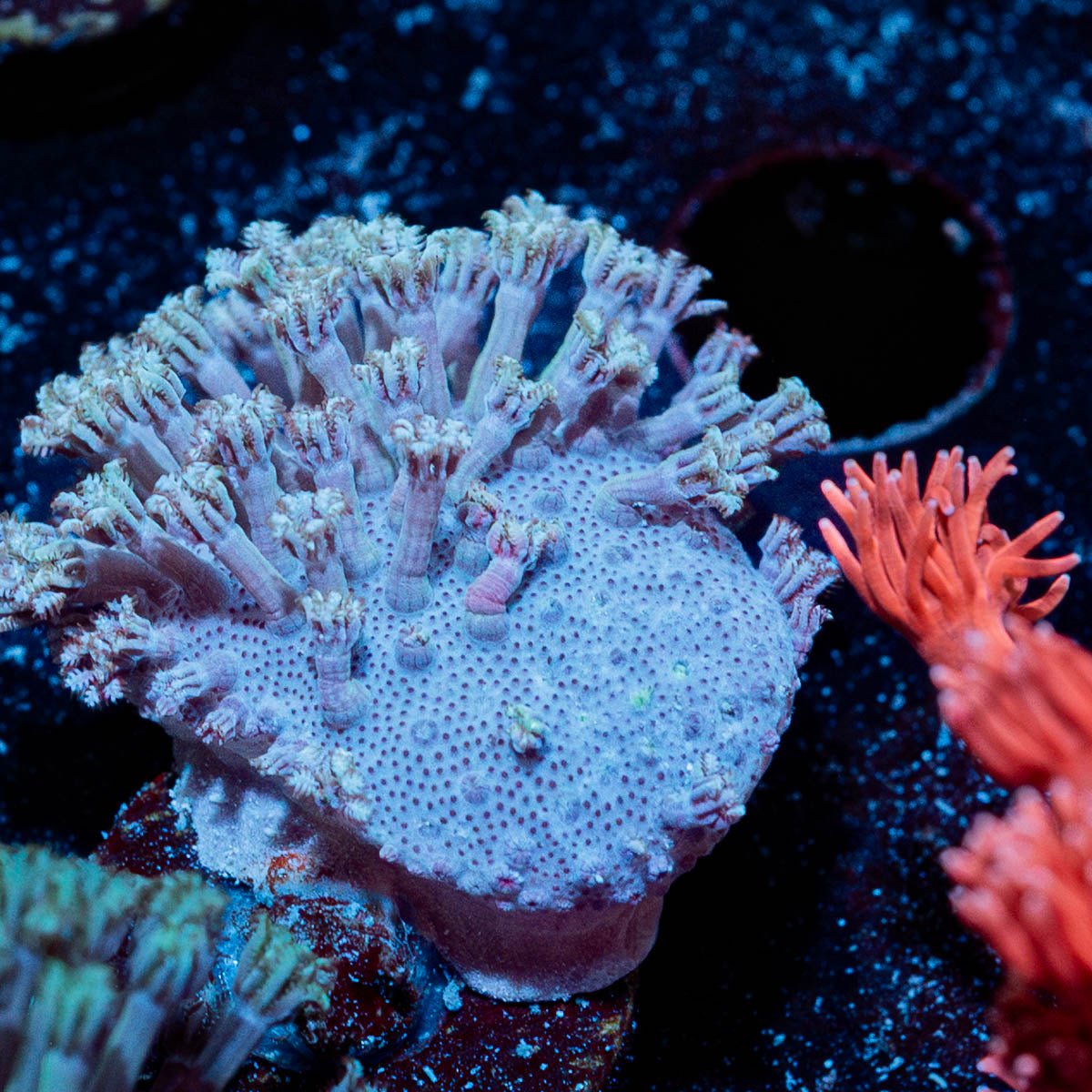 Classic Toadstool Leather - riptide aquaculture llc