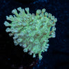 Neon Green Toadstool Leather - riptide aquaculture llc