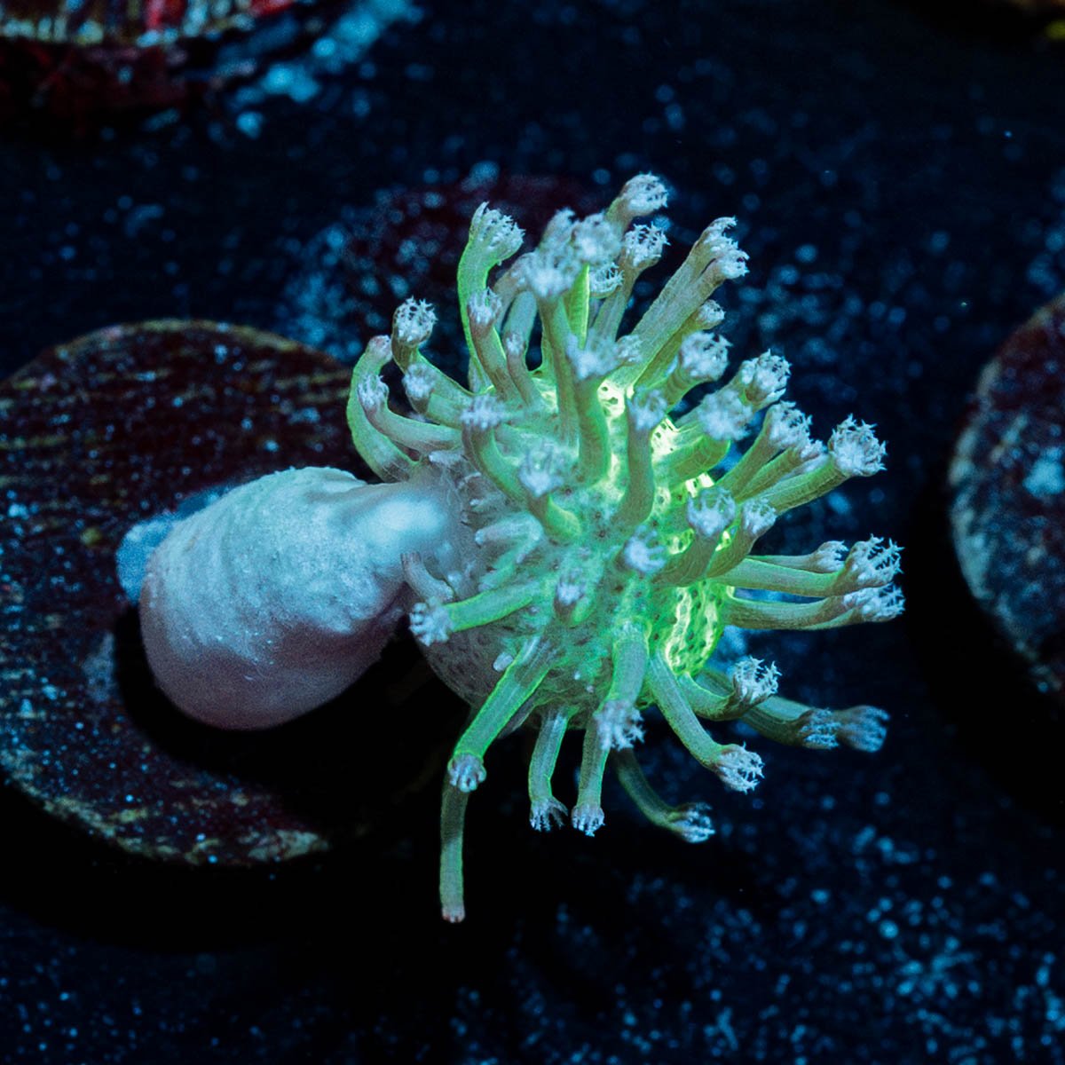 Neon Green Toadstool Leather - riptide aquaculture llc