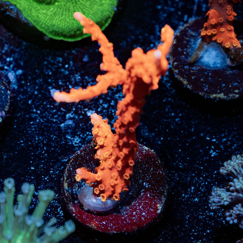 TNT Anacropora
