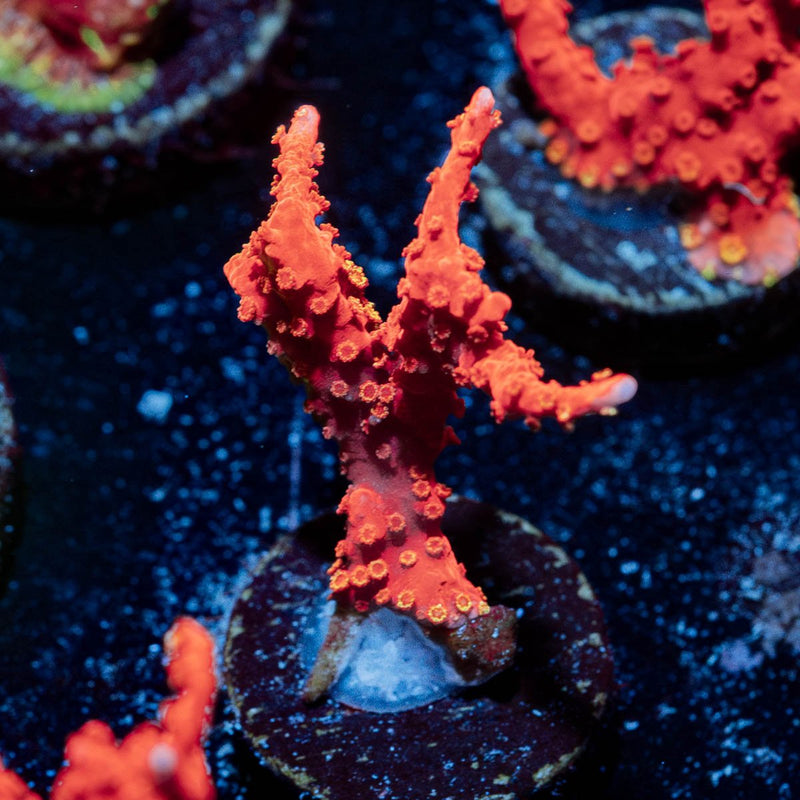 TNT Anacropora