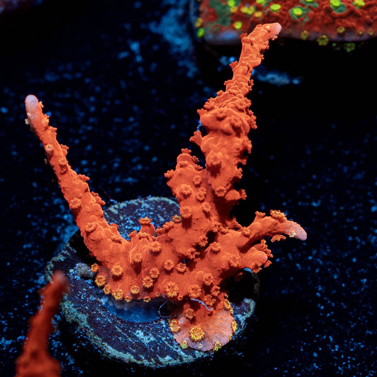 TNT Anacropora - riptide aquaculture llc