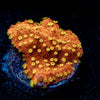 WWC SunBurst Montipora - riptide aquaculture llc