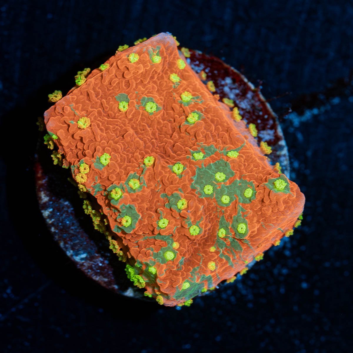 WWC Sunfire Grafted Montipora - riptide aquaculture llc