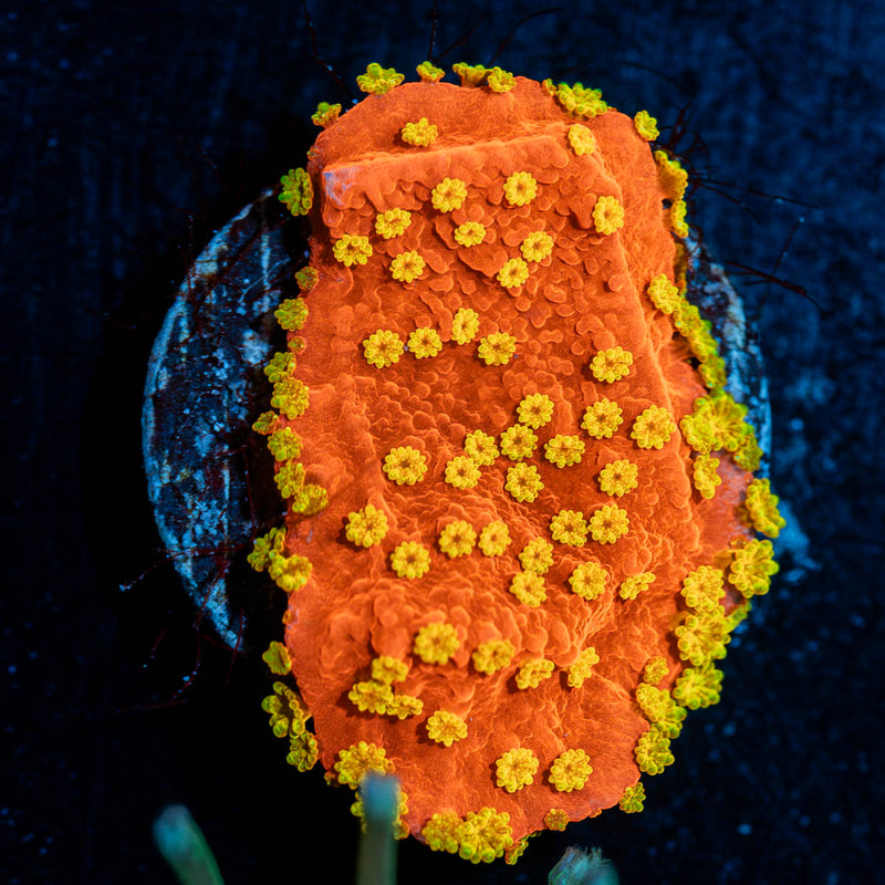 WWC SunBurst Montipora