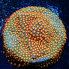 Close Encounter Stylocoeniella - riptide aquaculture llc