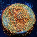 Close Encounter Stylocoeniella - riptide aquaculture llc