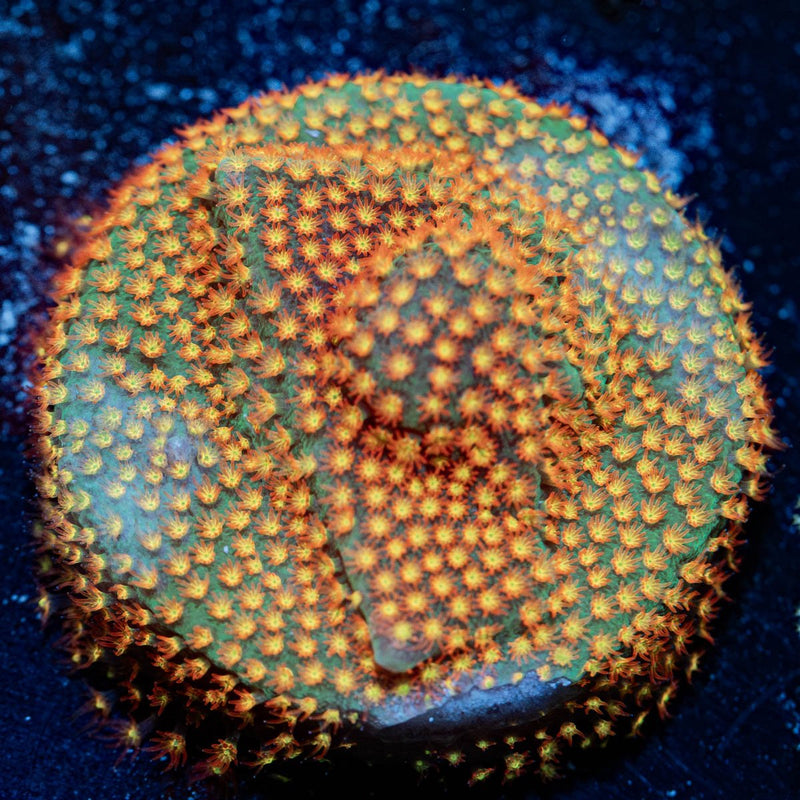 Close Encounter Stylocoeniella