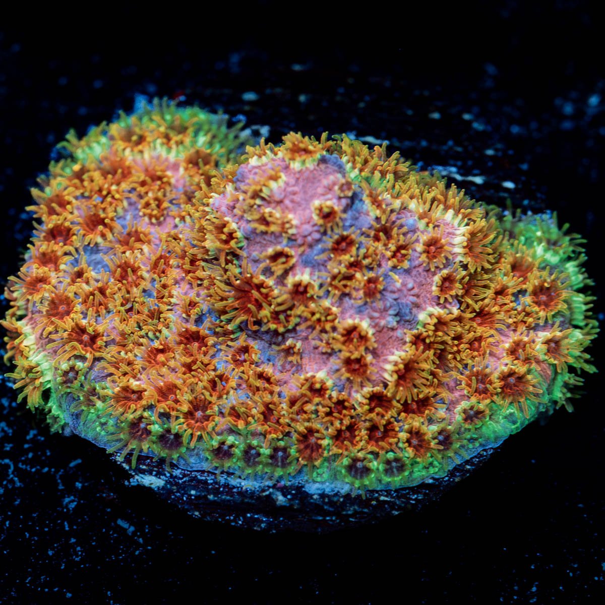 Skittles Bomb Cyphastrea - riptide aquaculture llc