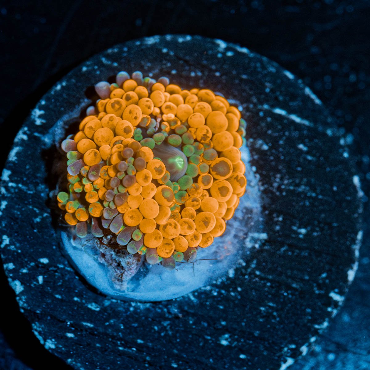 Orange Ricordea Mushroom - riptide aquaculture llc